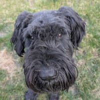 Riesenschnauzer Barney (geb. 03/2021), Hund zur Adoption