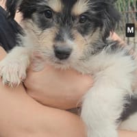 Welpen Alarm, Hund zur Adoption