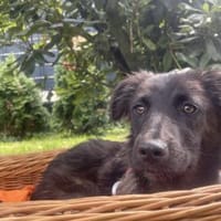 Marta ist in Deutschland, Hündin zur Adoption