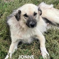JONNE - Power auf 4 Pfoten, Hund zur Adoption