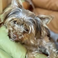Schokonase Willow 77776 Bad Rippoldsau, Hündin zur Adoption