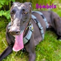 Bámbola lebensfrohe Galga 02/23 DE, Hündin zur Adoption