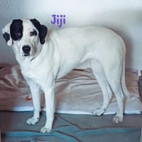 Jiji sanft, ruhig und liebevoll 7/23 DE, Hündin zur Adoption