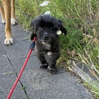 Kleiner Crespo sucht großes Glück, Hund zur Adoption