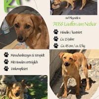 💕Kiwi💕sucht ihre Menschen💕, Hündin zur Adoption