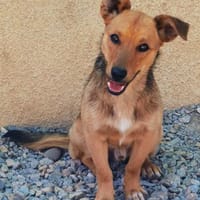 Perry der Süße, Hund zur Adoption
