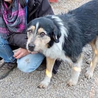 Mina, Hündin zur Adoption