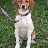 ARIEL   liebenswert & sonnig, Hündin zur Adoption