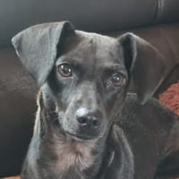 Elila, geb. 04/2023, 53947 Nettersheim, Hündin zur Adoption