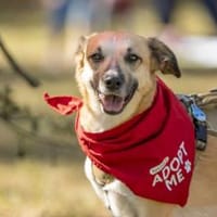 Molly - eine zarte Maus, Hündin zur Adoption