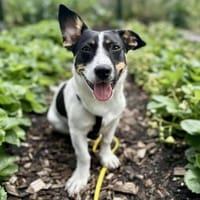 Snoopy - kleiner Spitzbub, Hund zur Adoption