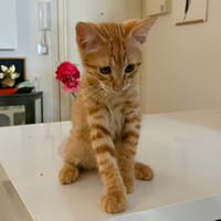 LISIANTHE, chat à adopter