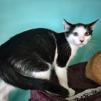 WHITE STRIPE, chat à adopter