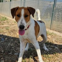 Aldor, chien à adopter