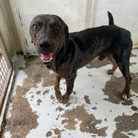 ECLIPSE, chien à adopter