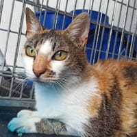 Raïa, chatte à adopter