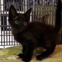 DANIELS, chat à adopter