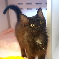 Zola, chatte à adopter