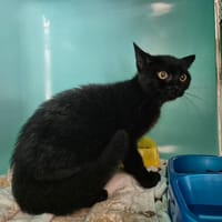RAMMSTEIN, chatte à adopter