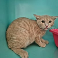AC/DC, chat à adopter