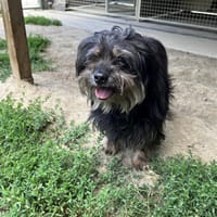 MARCELLE (Réservé), chienne à adopter