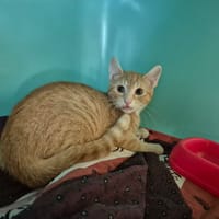 MATMATAH, chat à adopter