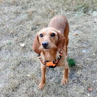 KALY, chienne à adopter