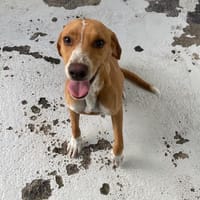 TEQUILA, chienne à adopter