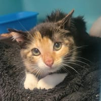 Golia, chatte à adopter