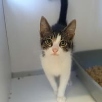 Zilon, chatte à adopter