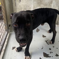 YANKI, chien à adopter