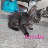 ANNABA, chatte à adopter