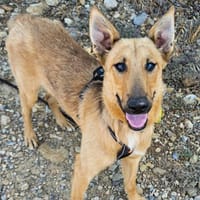 Aragorn, chien à adopter