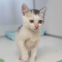 Bali, chatte à adopter