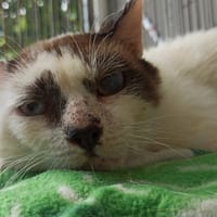 Otto, chat à adopter