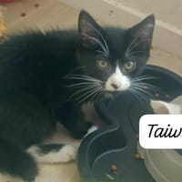 TAIWAN, chat à adopter