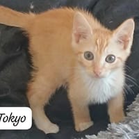 TOKYO (bb salina), chat à adopter