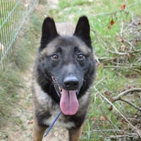 MOON CHAO, chien à adopter