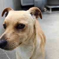 Elwin, chien à adopter