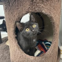 Arielle, chatte à adopter