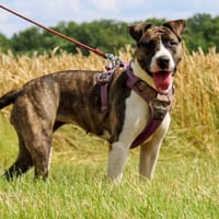 PUCCI, chienne à adopter