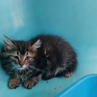 Dobby, chat à adopter