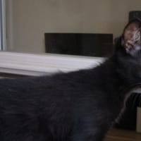 SEVIKA C, chatte à adopter