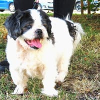 GANJI, chien à adopter