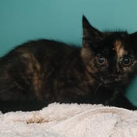 Queeni, chatte à adopter