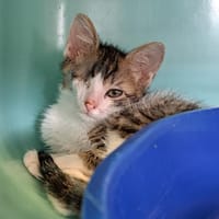 ELKO, chat à adopter