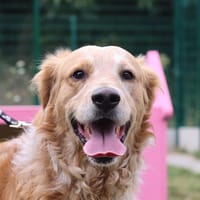 HERMES, chien à adopter