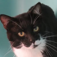JOHNNY, chat à adopter