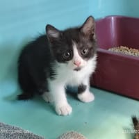 Cléa, chatte à adopter