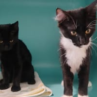 Felix, chat à adopter